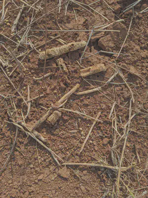 Dry soils with residues from last harvest. Photo: Philippe Rufin