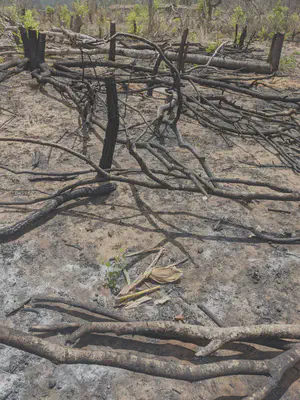 Recently cleared field with maize residues. Photo: Philippe Rufin