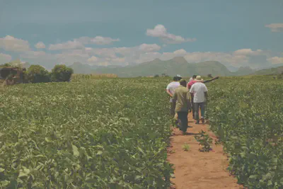 Farmers and extensionists walking along soy plantations. Photo: Patrick Meyfroidt