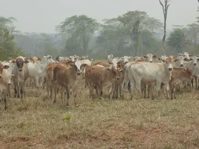 Cattle-ranching in the Argentine Chaco - Copyright Conservation Biogeography Lab / HU Berlin 2022