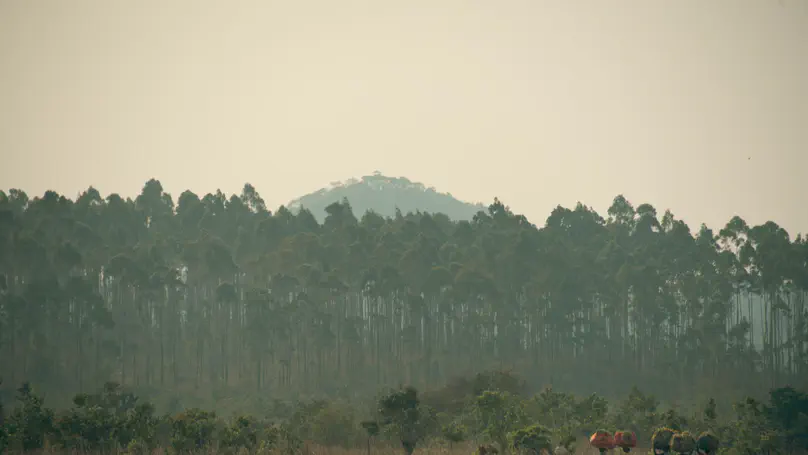 New study on impacts of large-scale forestry investments on neighboring small-scale agriculture in northern Mozambique